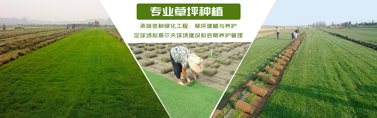 綠化草坪類(lèi)