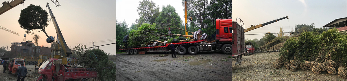 裝車(chē)現場(chǎng)