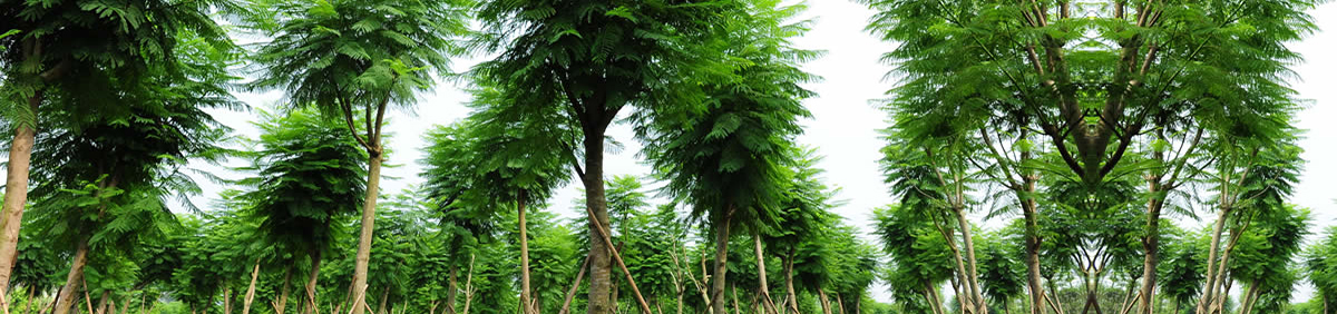 綠化喬木類(lèi)