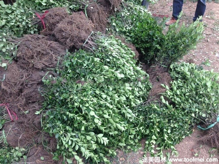 衛(wèi)矛 衛(wèi)矛