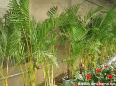 鳳尾竹 鳳尾竹