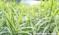 花葉蘆葦 花葉蘆葦