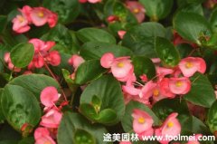 比哥海棠 比哥海棠