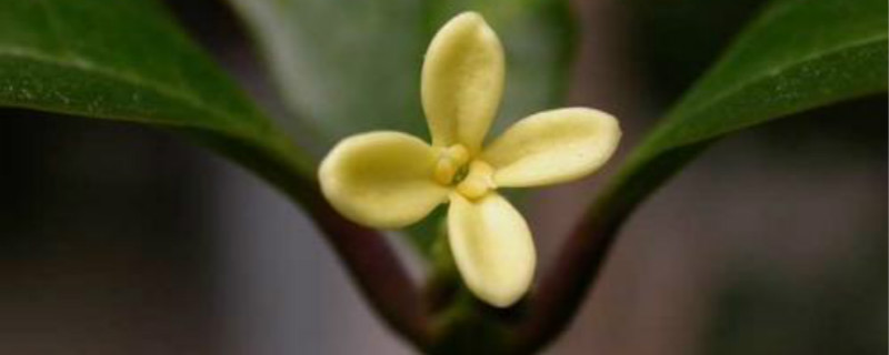 盆景桂花樹(shù)怎么養護