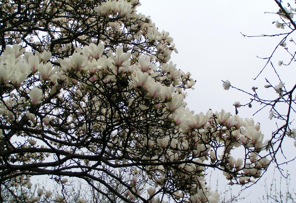 白玉蘭價(jià)格多少錢(qián)一棵？上車(chē)報價(jià)說(shuō)明