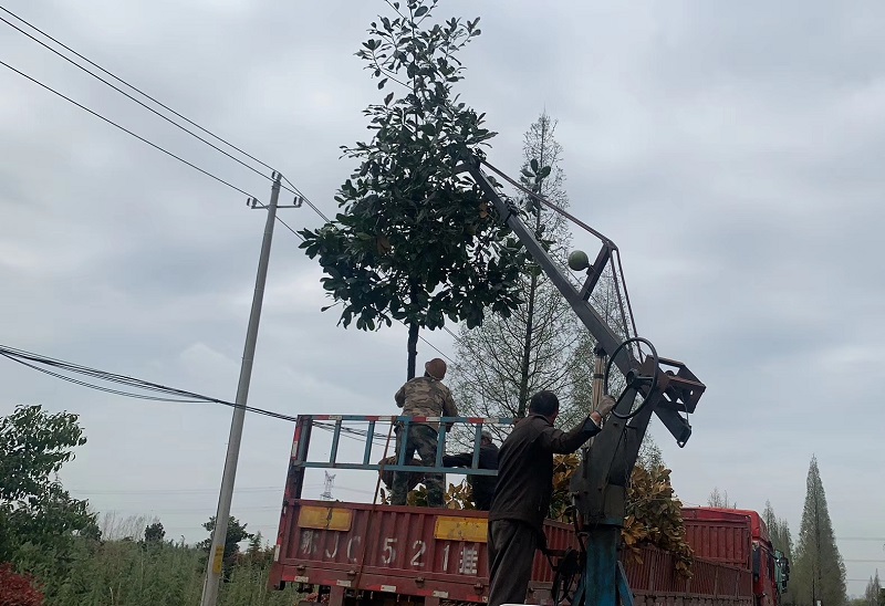 廣玉蘭原產(chǎn)地是哪里？廣玉蘭苗木主要產(chǎn)地