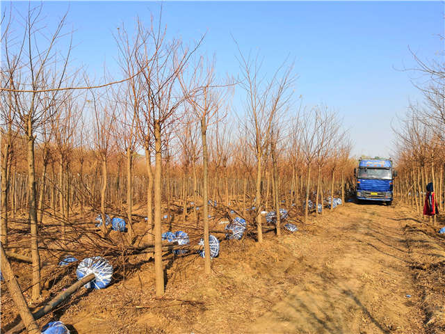 刺槐種植基地實(shí)拍圖片