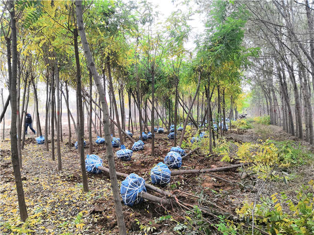 刺槐種植基地實(shí)拍圖片