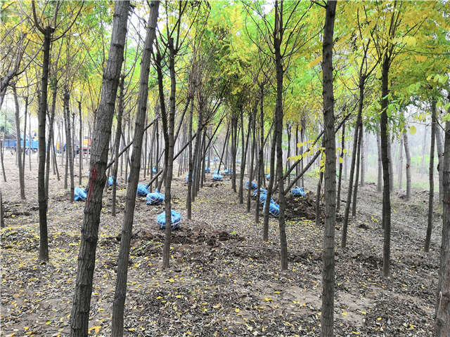 刺槐種植基地實(shí)拍圖片