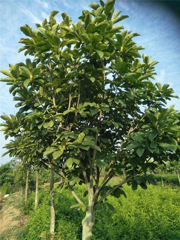 樂(lè )昌含笑基地實(shí)拍圖