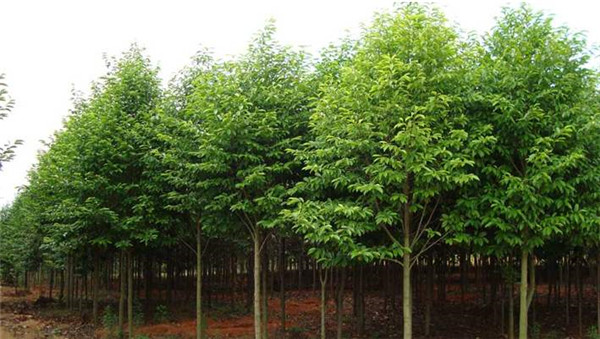 樂(lè )昌含笑基地實(shí)拍圖