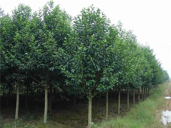 樂(lè )昌含笑基地實(shí)拍圖