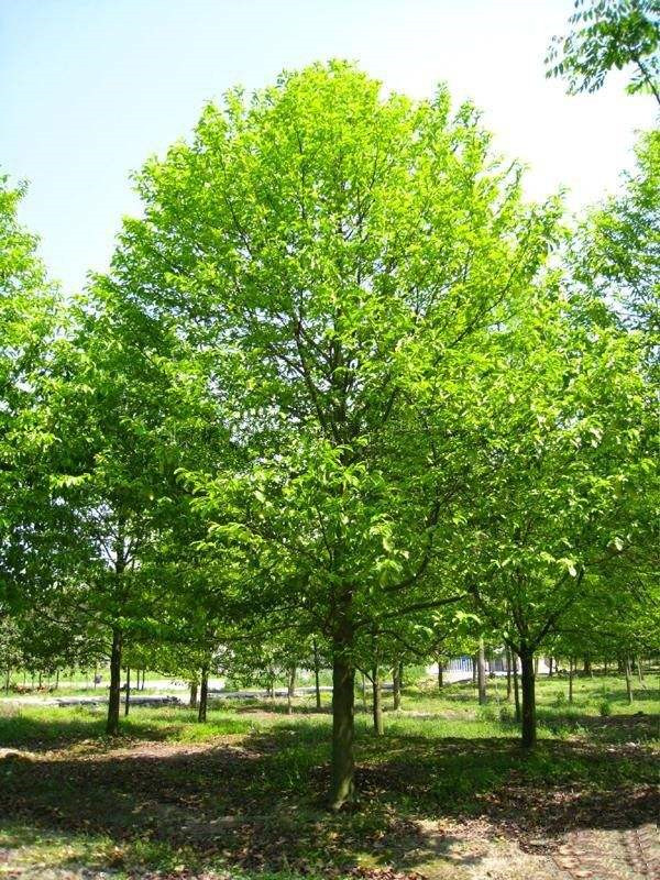 樂(lè )昌含笑基地實(shí)拍圖