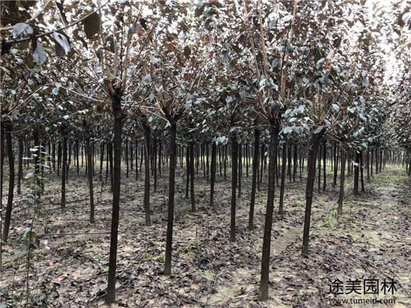 高桿紅葉李圖片