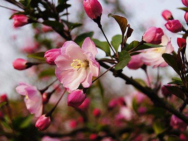 垂絲海棠花葉 垂絲海棠花葉