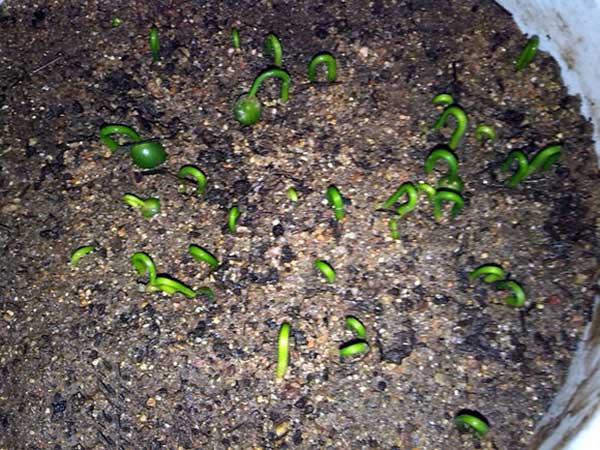 羅漢松種子發(fā)芽圖片 羅漢松種子發(fā)芽圖片