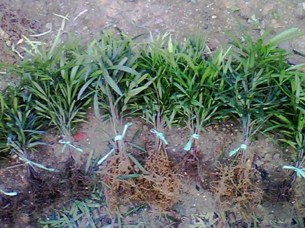 羅漢松小苗圖片 羅漢松小苗圖片