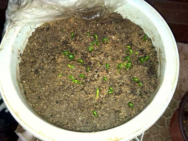 羅漢松種子發(fā)芽圖片 羅漢松種子發(fā)芽圖片