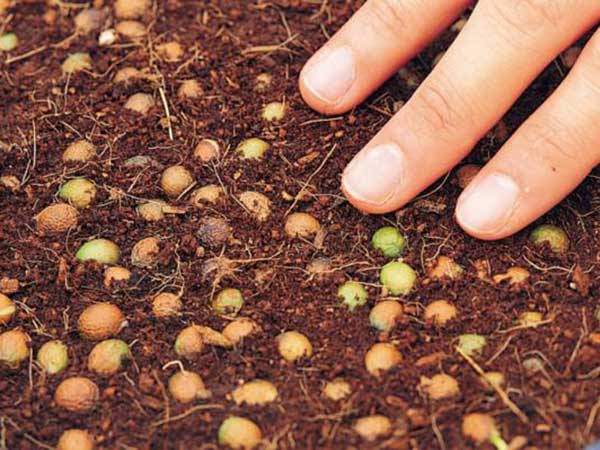 羅漢松種子發(fā)芽圖片 羅漢松種子發(fā)芽圖片