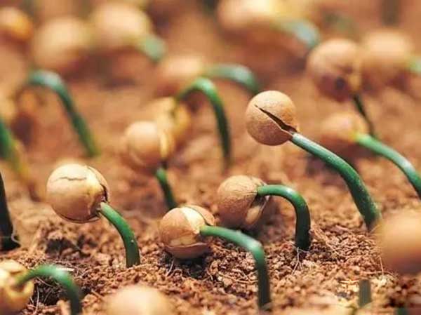 羅漢松種子發(fā)芽圖片 羅漢松種子發(fā)芽圖片