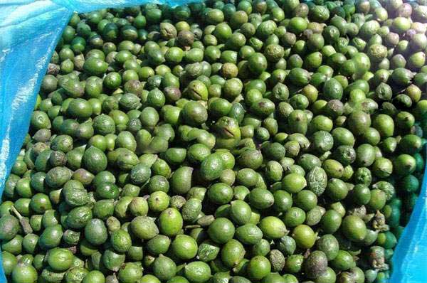 羅漢松種子圖片 羅漢松種子圖片