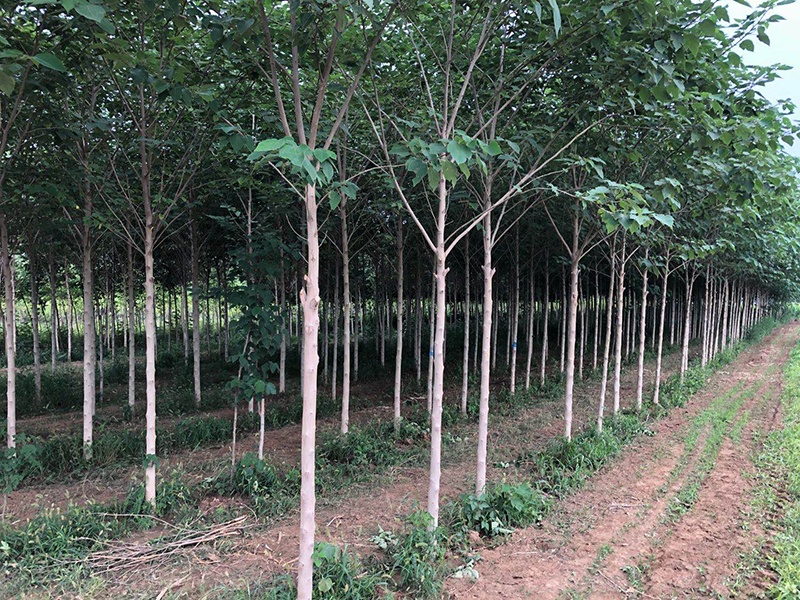 構樹(shù)的果實(shí)能吃嗎