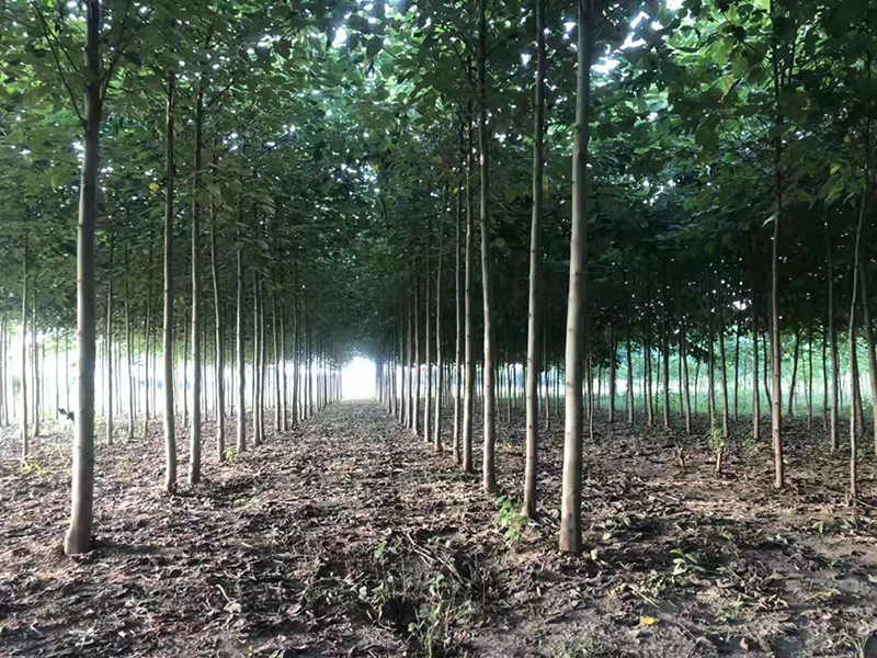 構樹(shù)的果實(shí)能吃嗎