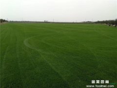 百慕大草坪 百慕大草坪