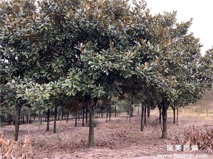 適合移植種植10公分廣玉蘭的價(jià)格