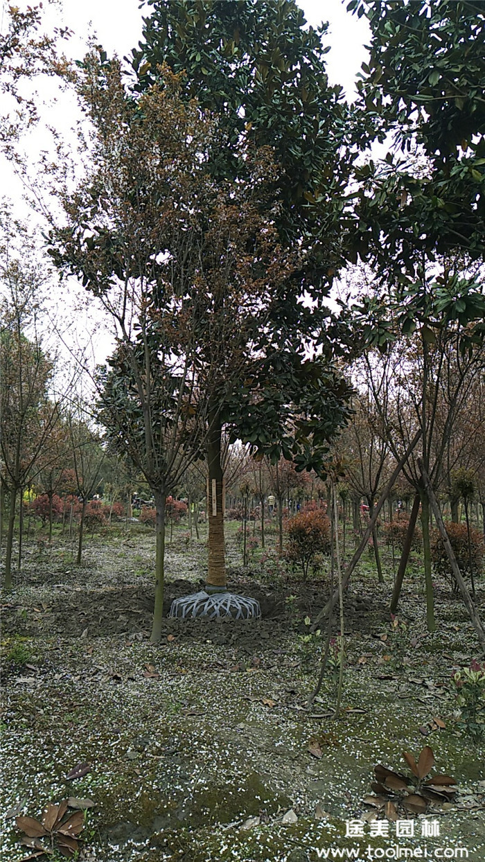 關(guān)于10公分廣玉蘭的價(jià)格300~500元