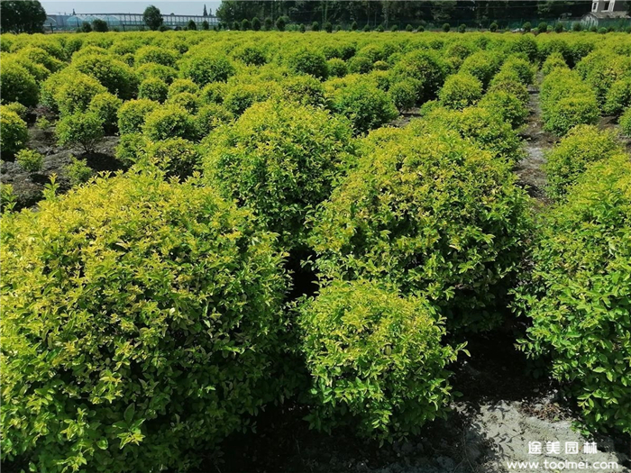 金禾女貞球 金禾女貞球