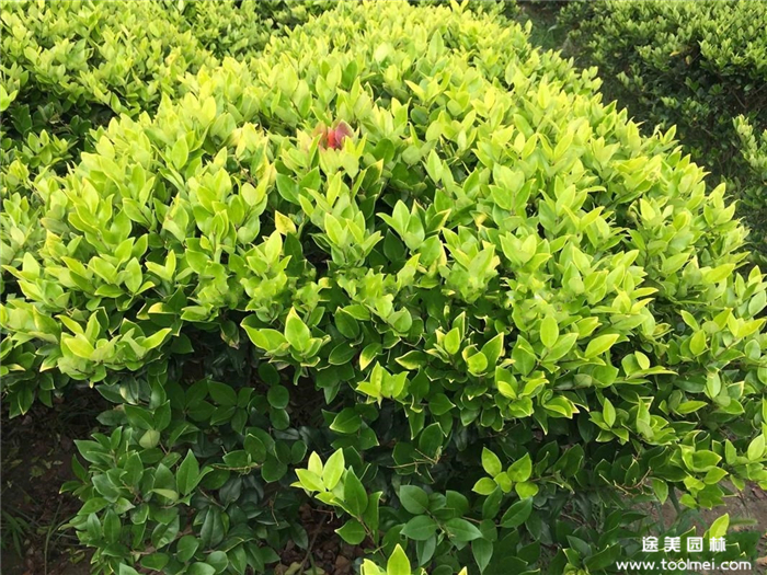 金森女貞球 金森女貞球