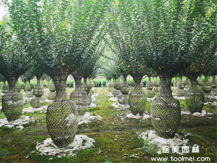 紫薇花瓶 紫薇花瓶