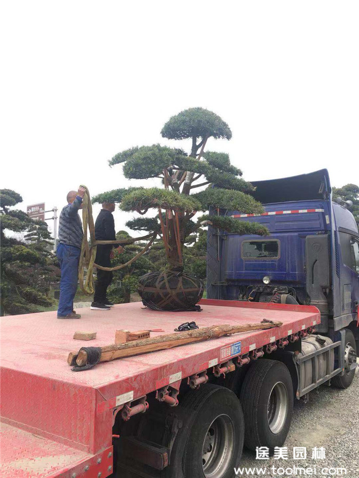 綠化喬木綠化工程發(fā)貨2020年4月