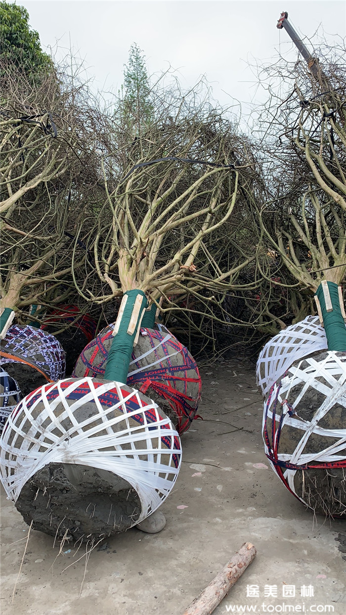 綠化苗木裝車(chē)發(fā)貨2019年8月