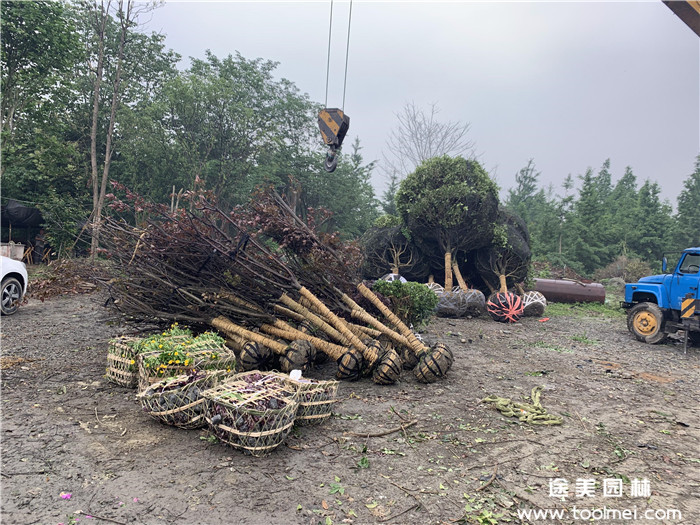 綠化苗木桂花樹(shù)裝車(chē)發(fā)貨
